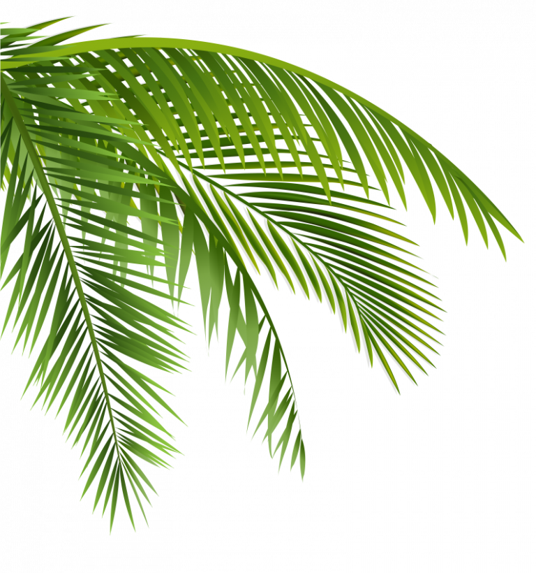 palm leaves