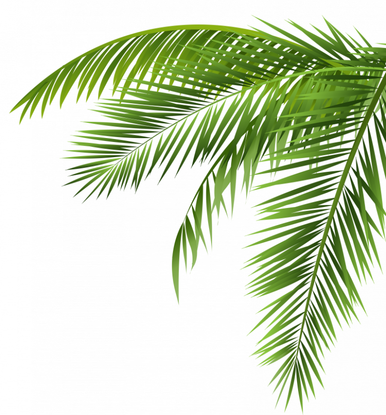 palm leaves