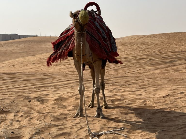 camel ride in desert